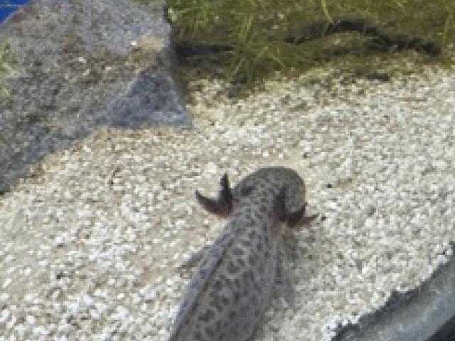 Axolotl - Ambystoma mexicanum - 1