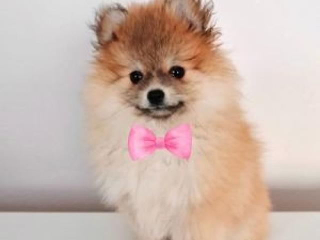 Mini Pomeranien Spitz - 1