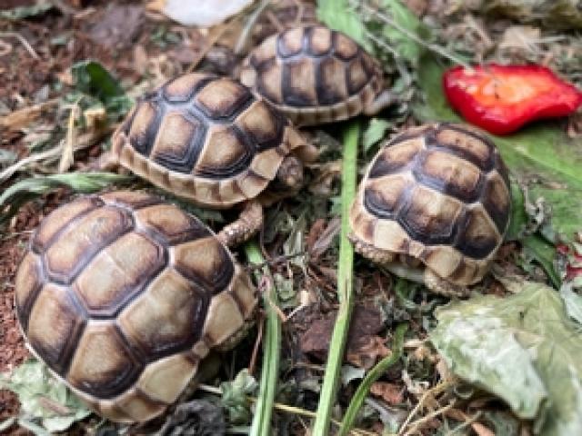 Breitrandschildkröten (Testudo marginata)   Nachzuchten mit CITES abzugeben! - 1